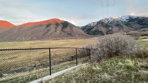 Elk in Utah