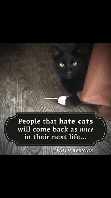 People That Hate Cats [GMG Originals]