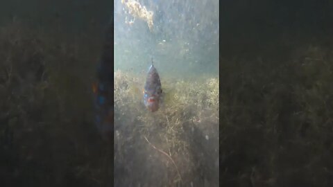 (wait 4 it) fish got MAD!!!!