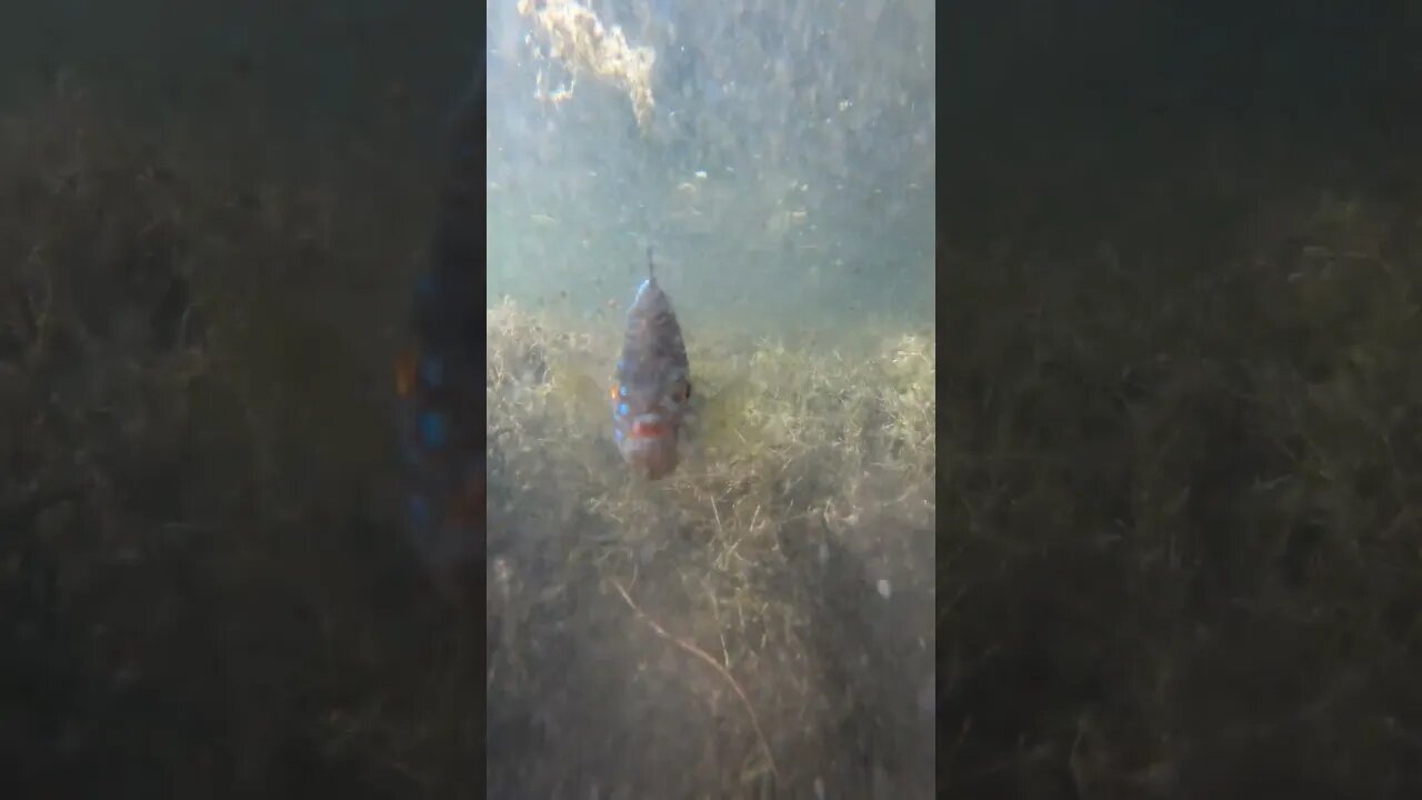 (wait 4 it) fish got MAD!!!!