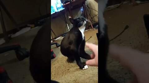 kitty is sus #shorts #shortsvideo #shortsfeed