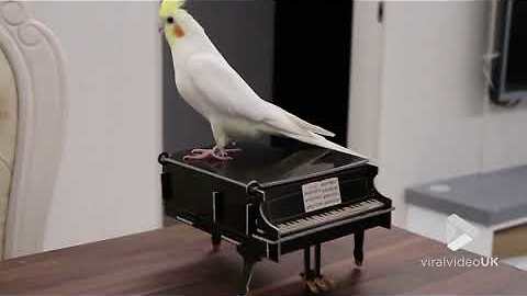 Cockatiel tap dancing on a piano