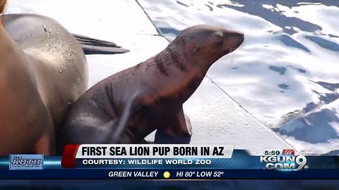 Sea Lion in Phx