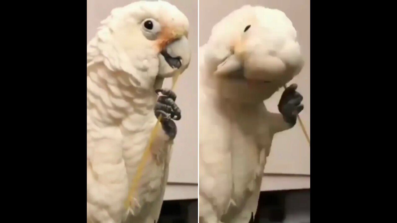 Rate The Cuteness😍🐤