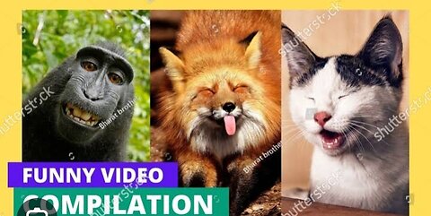 Funny animal video