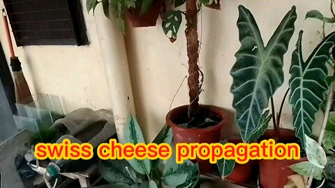 SWISS CHEESE PROPAGATION PROCESS