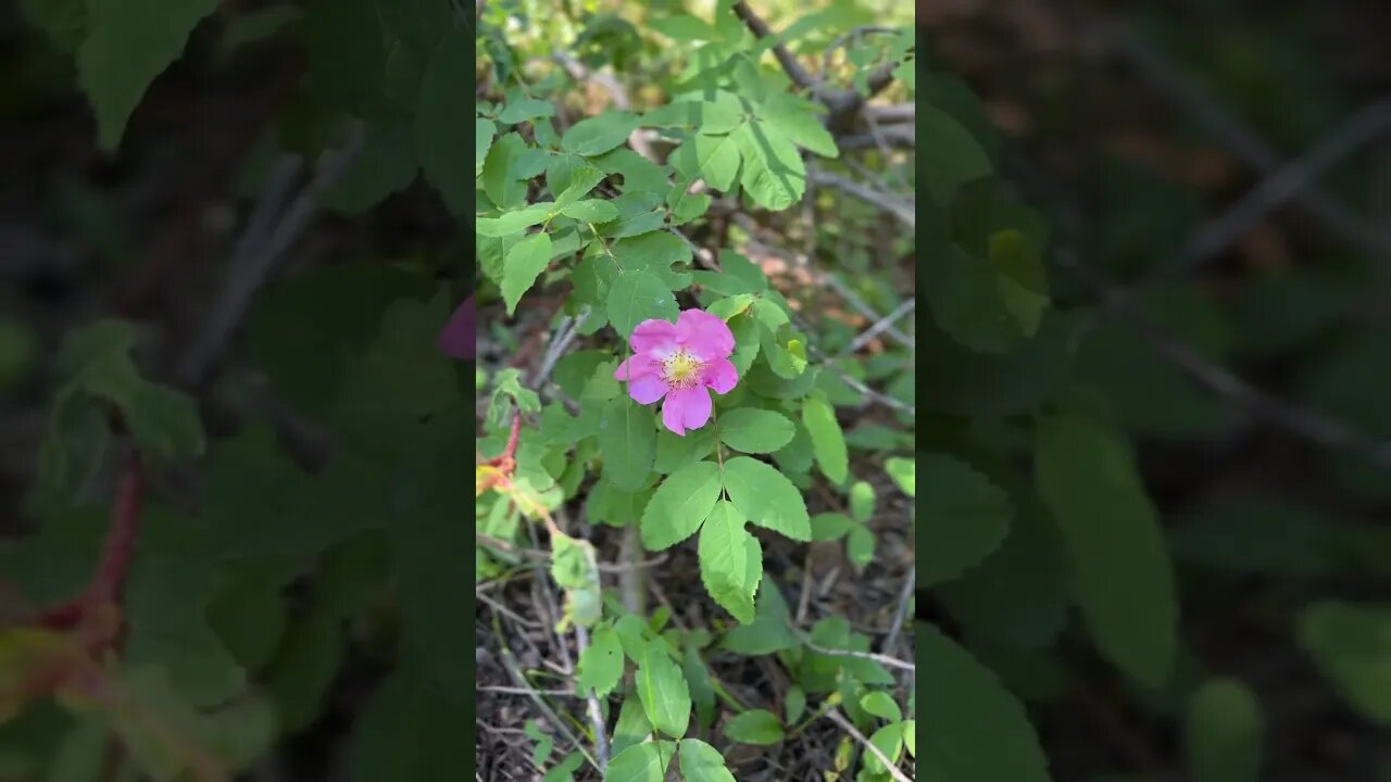 Hiking Nahahi Creek Canyon #kananaskis #alberta #hikingalberta #hiking