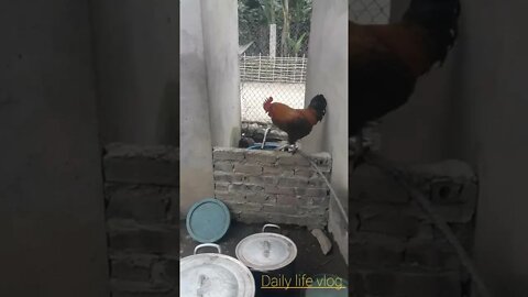 oh my chicken couple
