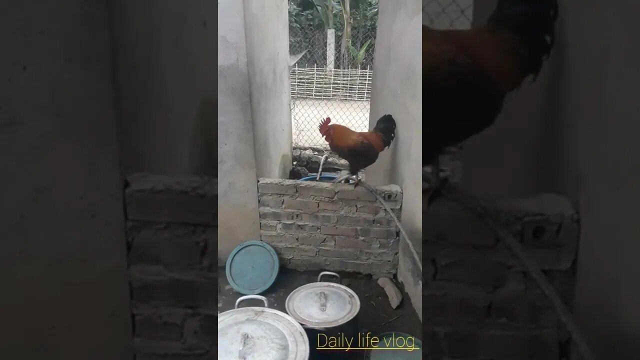 oh my chicken couple