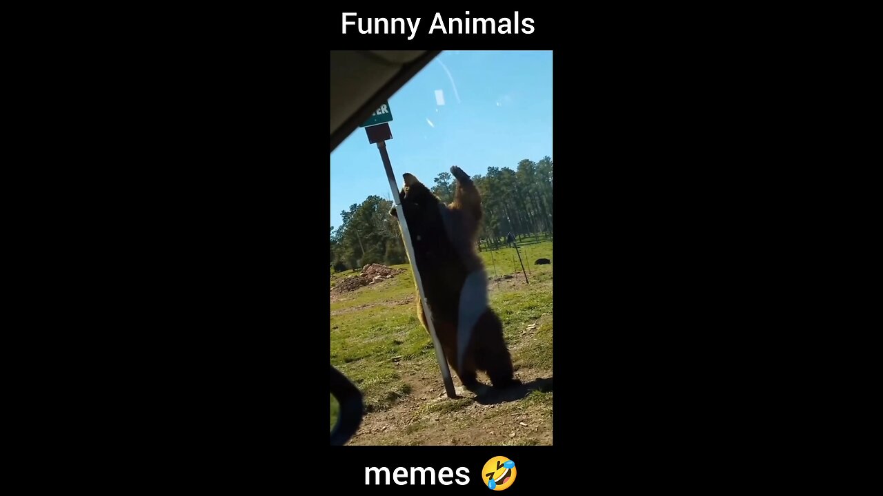 🤣 Funny Animals 🤣