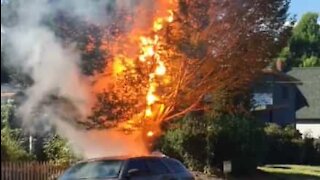 Cabo de eletricidade explode ao entrar em contato com árvore