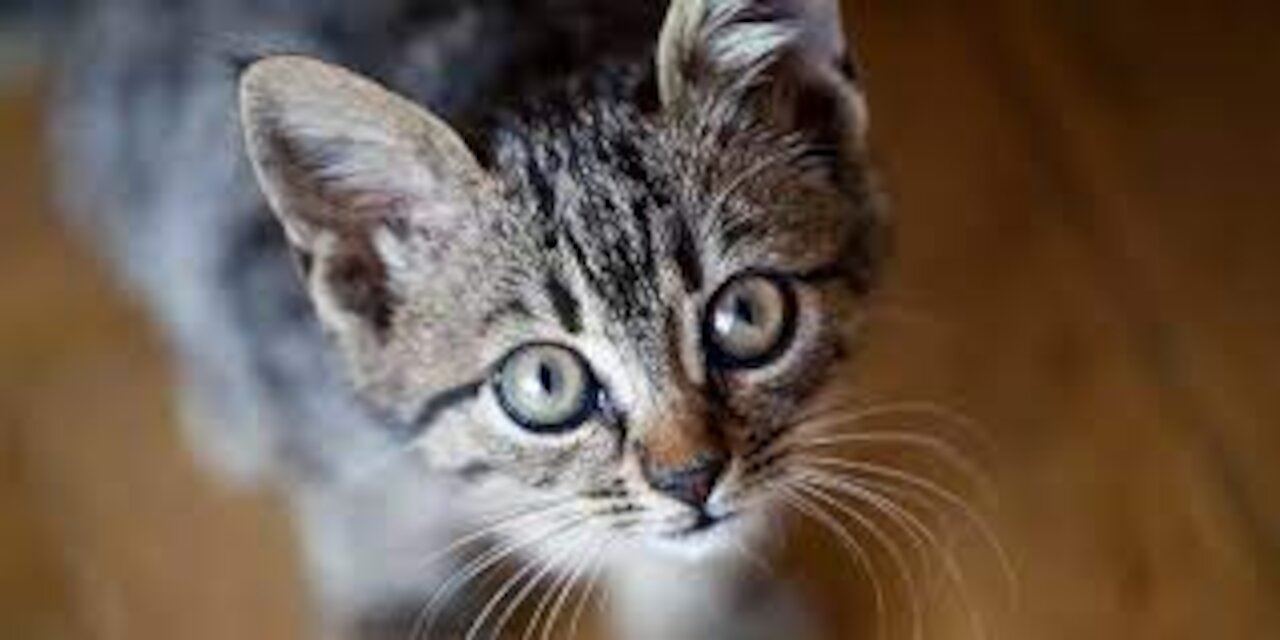 Cats SOO Cute 2021