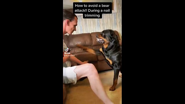 How to avoid a bear attack during a nail trimming.mp4