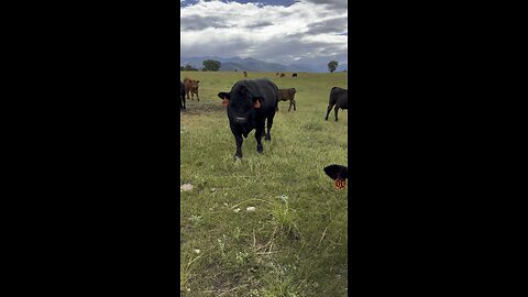 Hand feeding a 1800 lb Bull, Big Daddy Howie