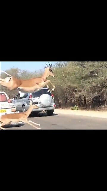 Why Did The Impala Cross The Road? Wait For It... - HaloRockNews