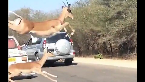 Why Did The Impala Cross The Road? Wait For It... - HaloRockNews