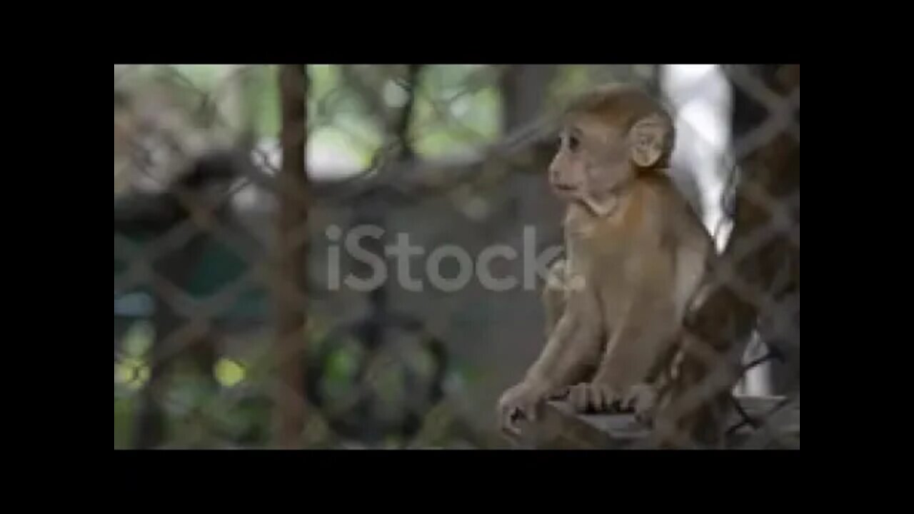 Monkey In A Cage In Srilanka Video Download Video Clip Now