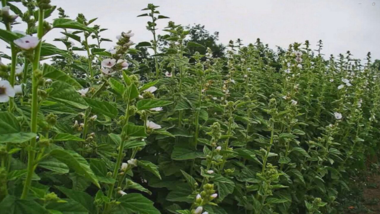 Alteia ( Althaea officinalis ) serve para cicatrizar feridas e serve para tosse