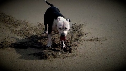 Bulldog Digs Her Day at the Beach