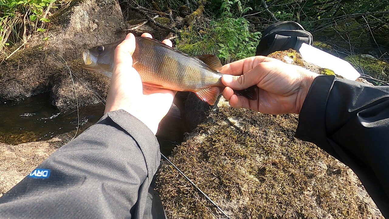 Fiskar abborre i ny å (Norrbotten)