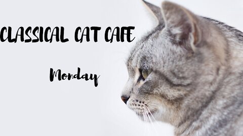 Classical music with cats at Classical Cat Cafe Monday