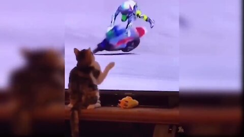 The man who falls off his bike after being hit by a cat