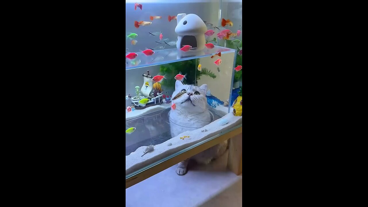 cat enjoying with fishs