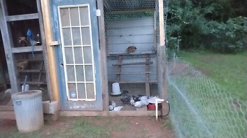 Baby Chicks update.