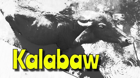 Kalabaw
