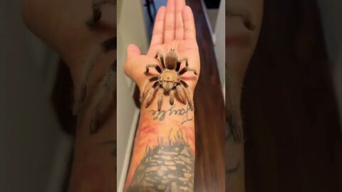 My Giant NEW Arizona Blonde Tarantula! 💛🕷