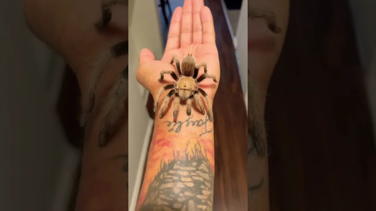 My Giant NEW Arizona Blonde Tarantula! 💛🕷