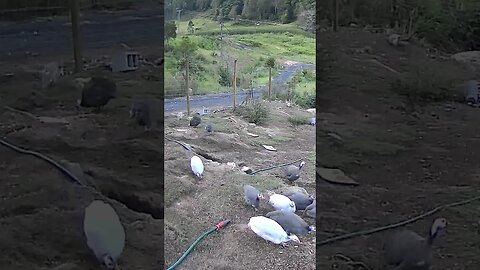 Guinea fowl keets growing up