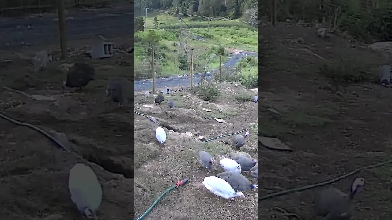 Guinea fowl keets growing up