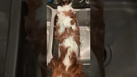 “Why are these bubbles tickling my brain!?!”