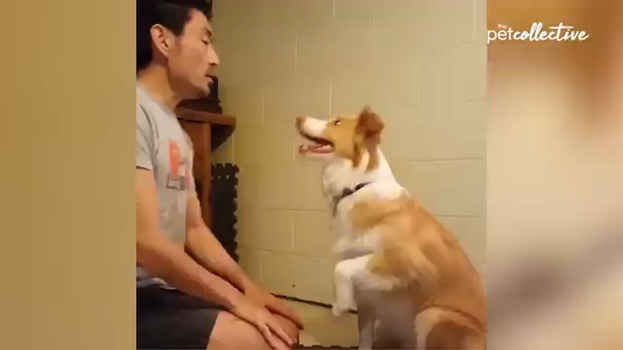 Funny dogs