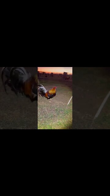 Pure YLH @ LivingWaterFarms247