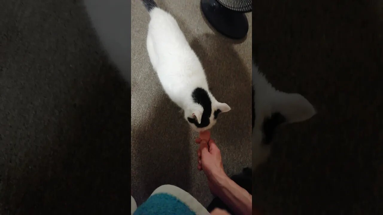 🐈 dance around a slice of meat 🍖