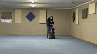 Queen Sophia Kay of the South AKC puppy graduation test 5