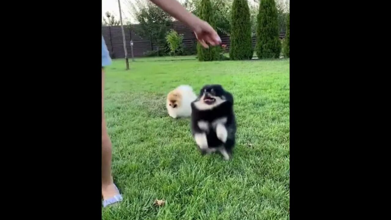 Top Funny Cute Dog Videos and TIKTOK Compilation