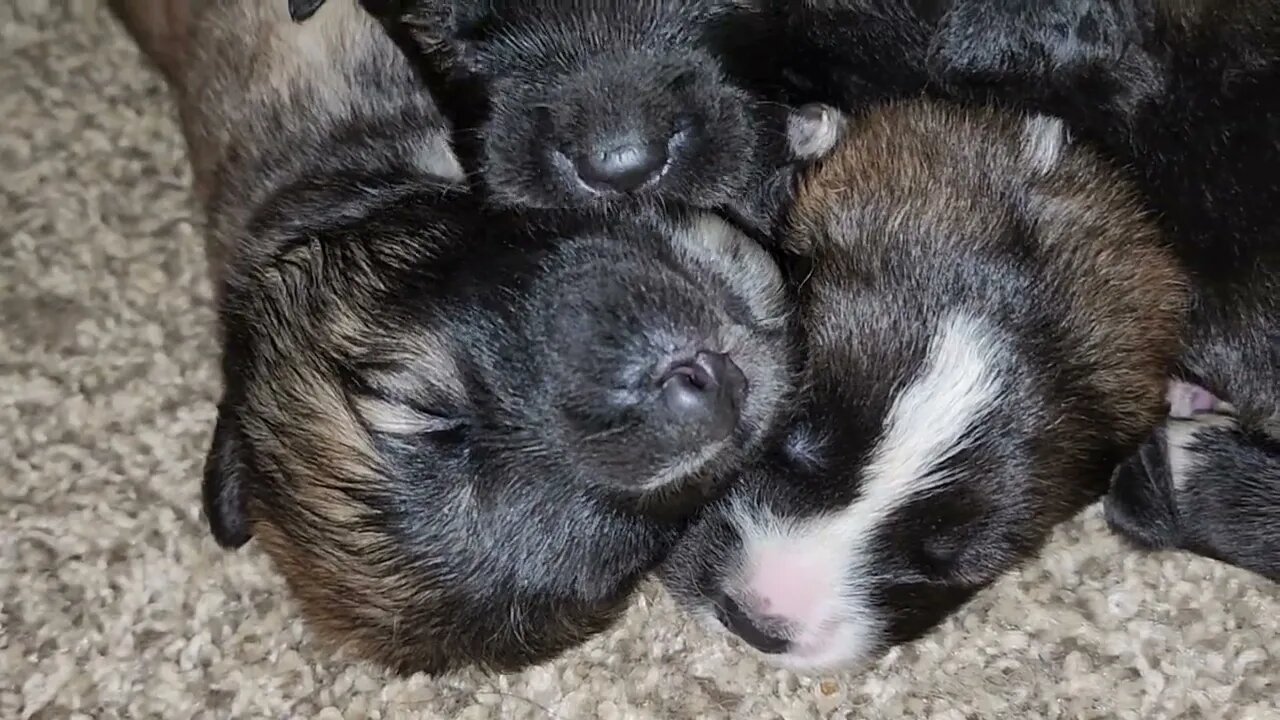 day 9 Noble Bear. Caucasian Ovcharka, Tibetan Mastiff & Akita