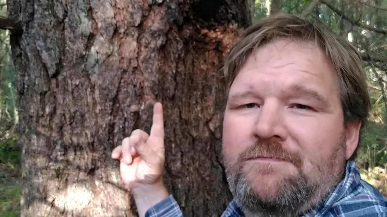 This Massive Tree Built America