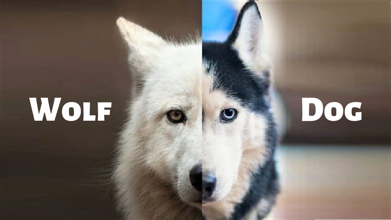 15 Best Wolf Dog Breeds In The World