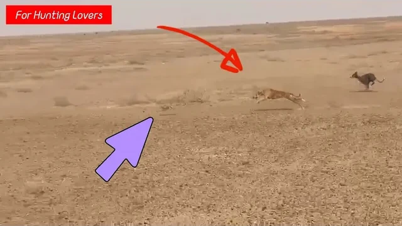 Greyhounds 🐕 Vs Hare 🐇😱 | Galgos y Liebres Грейхаунды и зайцы Anjing Greyhound dan Kelinci