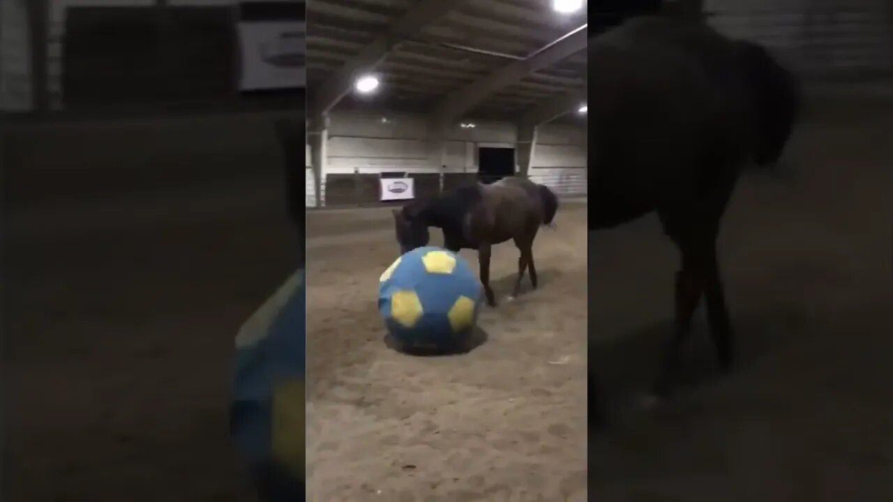 Cute horse playing football #cuteanimals #horses #football #worldcup 😍🥰😘