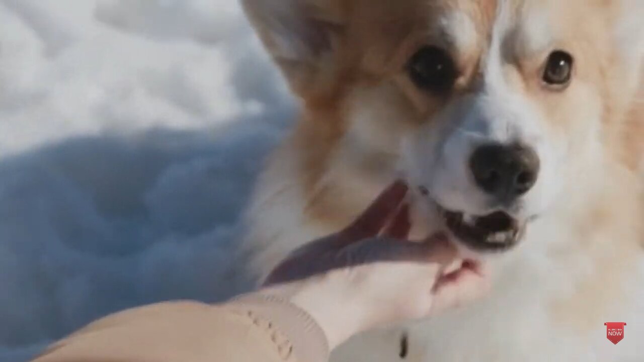 Cute and funny puppy video 02