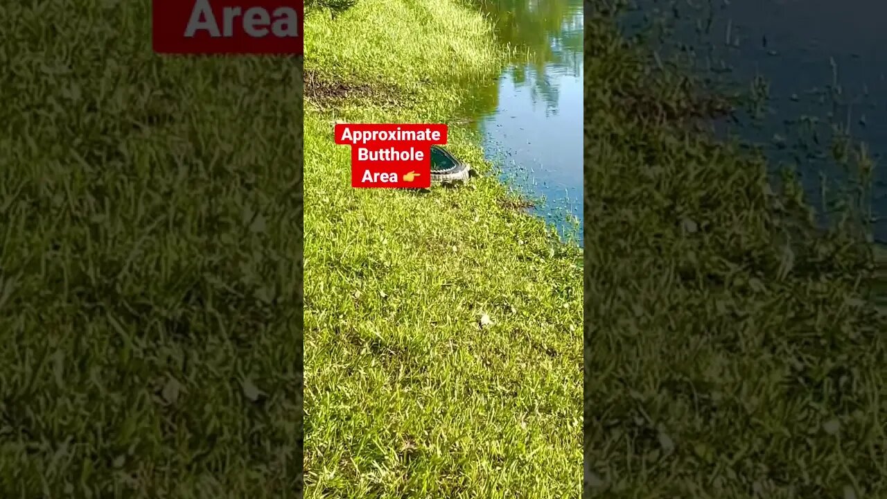 🔴 Alligator Butthole Challenge🔴 DO NOT TRY AT HOME