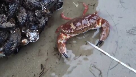 Angry crabs 🦀 tide pools fighting 2