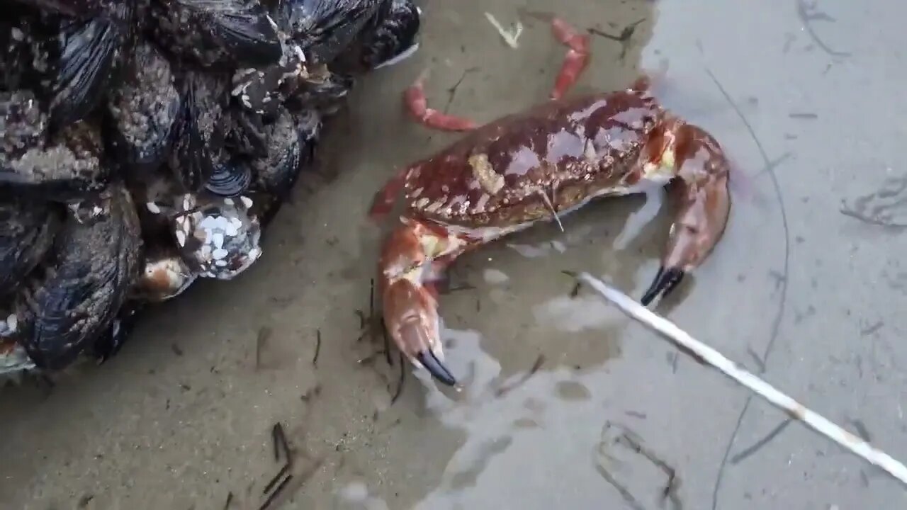 Angry crabs 🦀 tide pools fighting 2