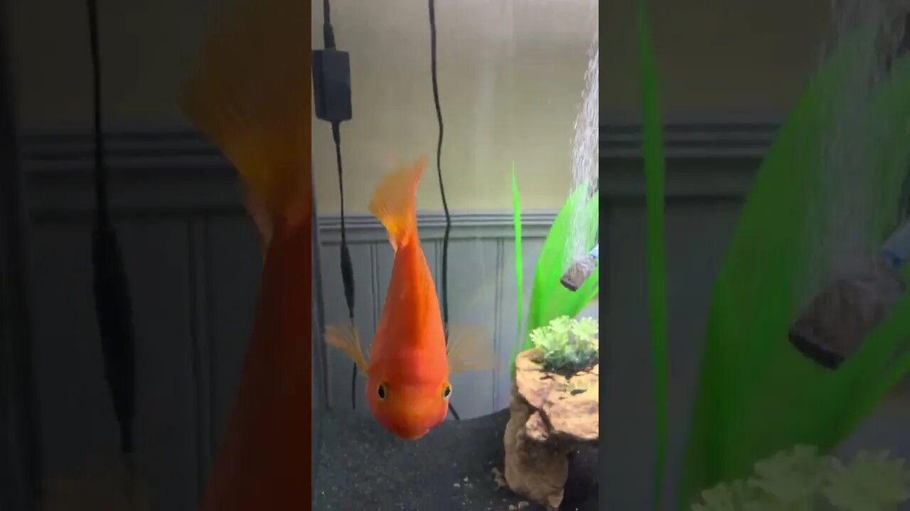 Red Parrot Cichlid Fish in 4K