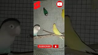 Birds Lovers ❤️ #shorts #short #viral #viralvideo #ytshorts #birds #birdslover